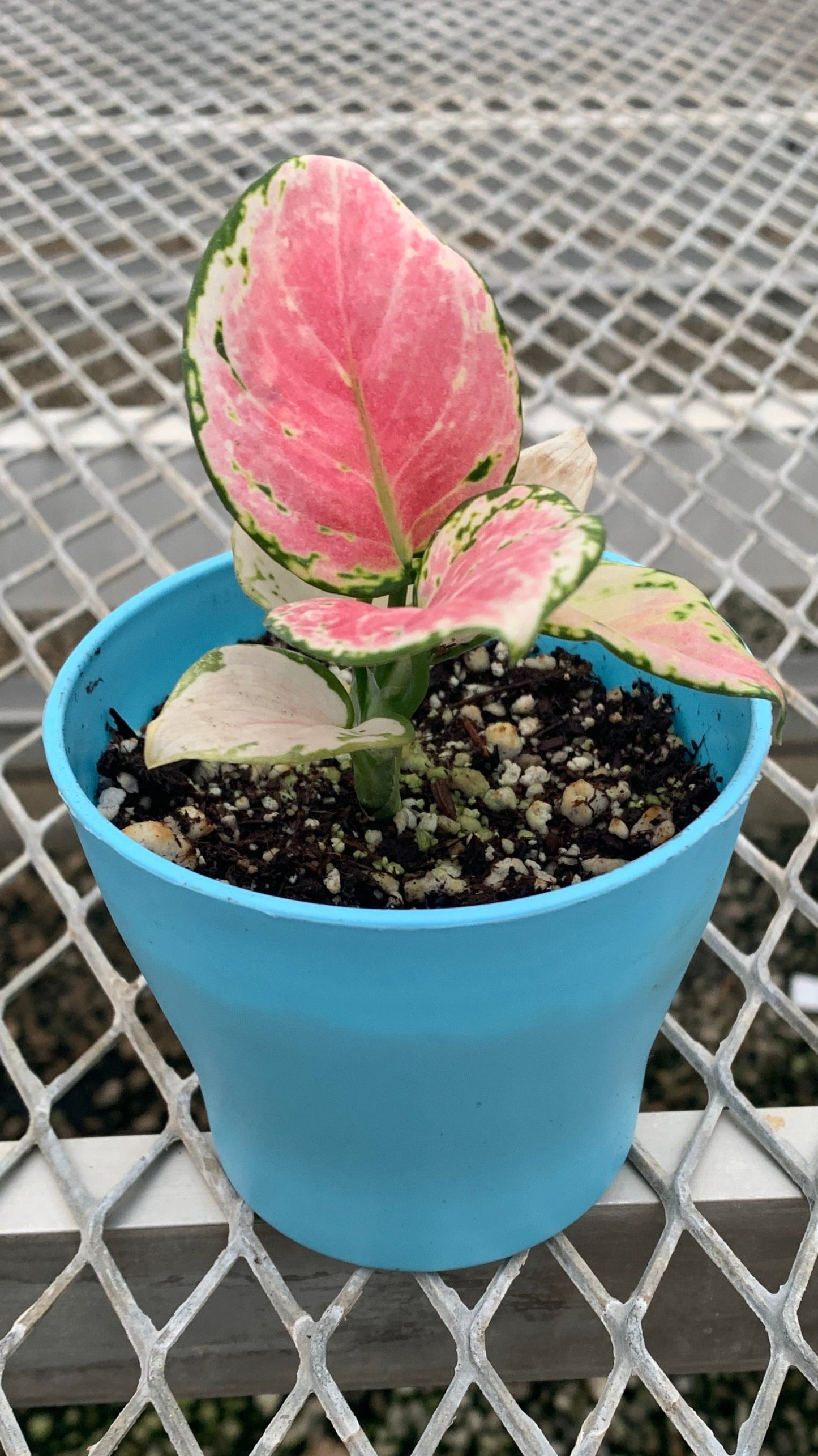 Aglaonema 'Auspicious Red' A.K.A. Pink Chinese Evergreen in Small Colorful Planter