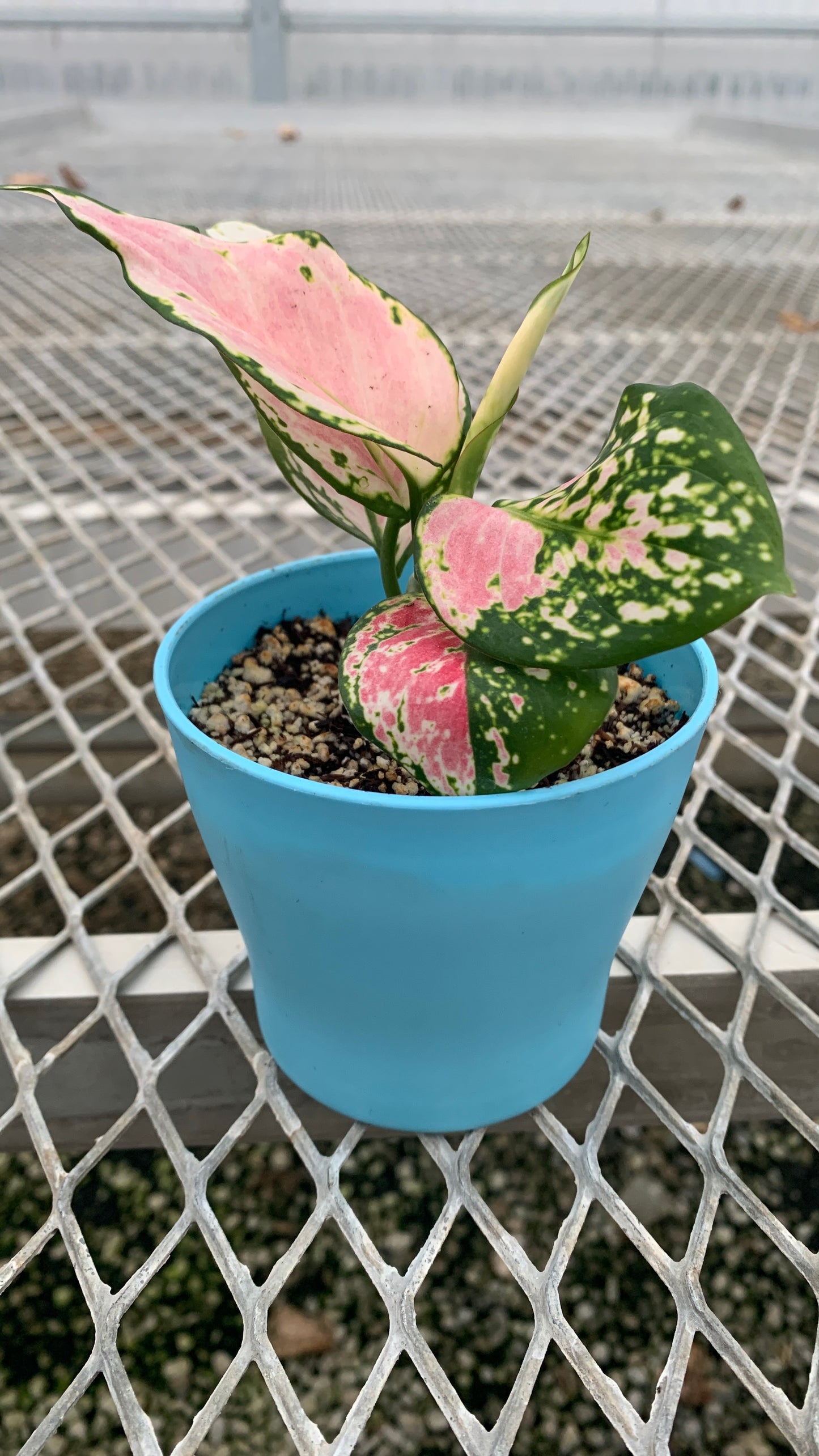 Aglaonema 'Auspicious Red' A.K.A. Pink Chinese Evergreen in Small Colorful Planter