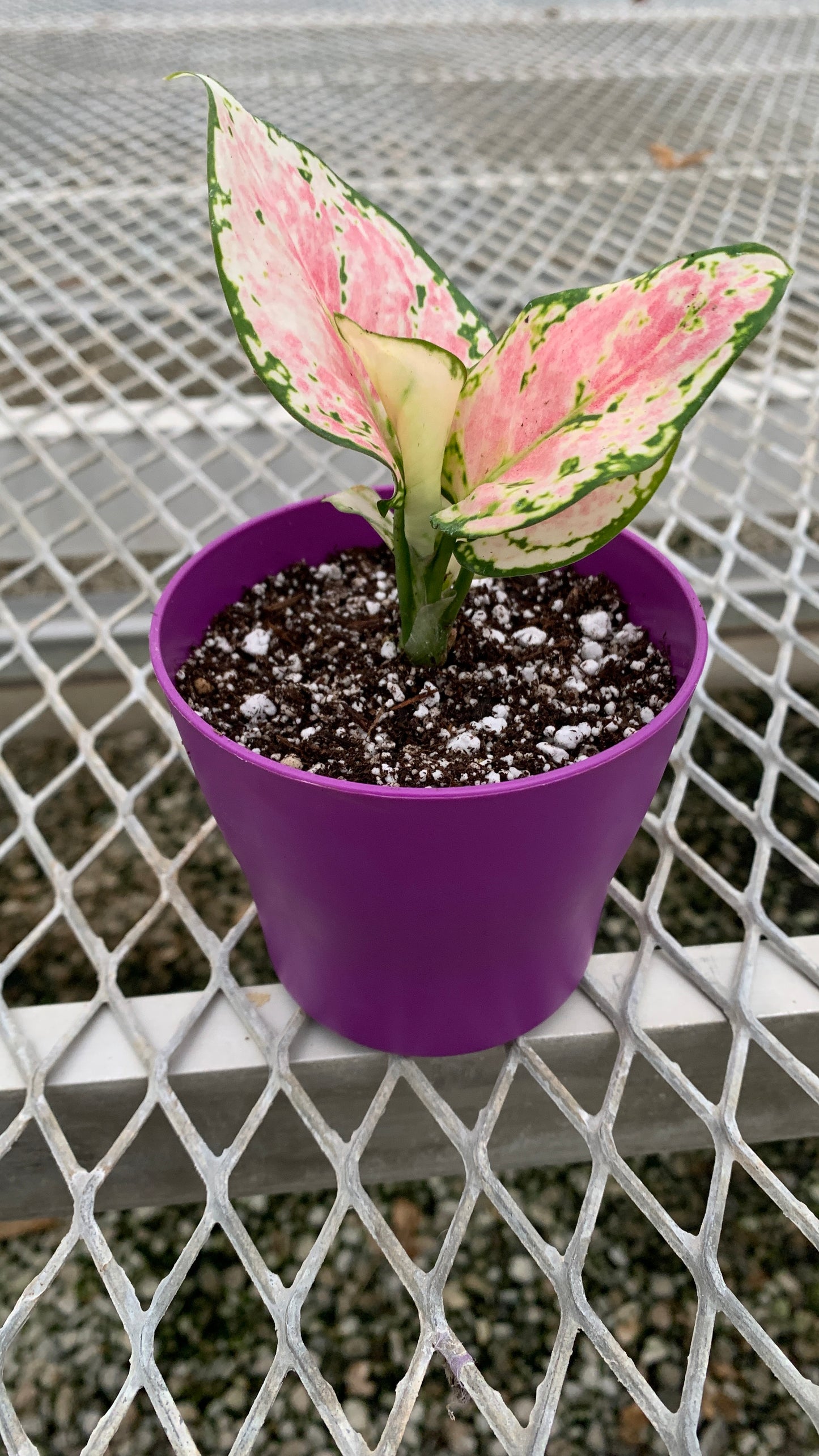 Aglaonema 'Auspicious Red' A.K.A. Pink Chinese Evergreen in Small Colorful Planter