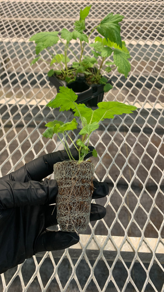 Raspberry Starter Plants - MicroStarts Plant Plugs 4 Pack