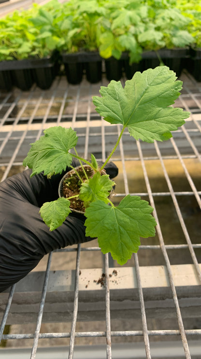Raspberry Starter Plants - MicroStarts Plant Plugs 4 Pack