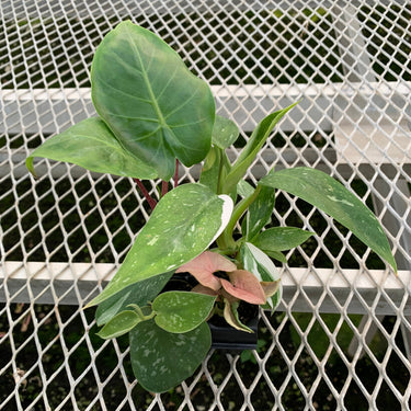 Houseplant Variety Pack