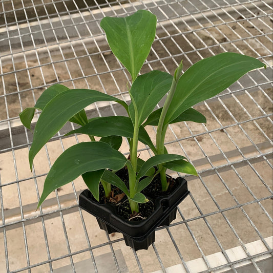 Ice Cream Banana Starter Trees - Musa acuminata - MicroStarts Plant Plugs