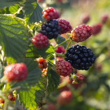 Sweet-Ark Immaculate Blackberry