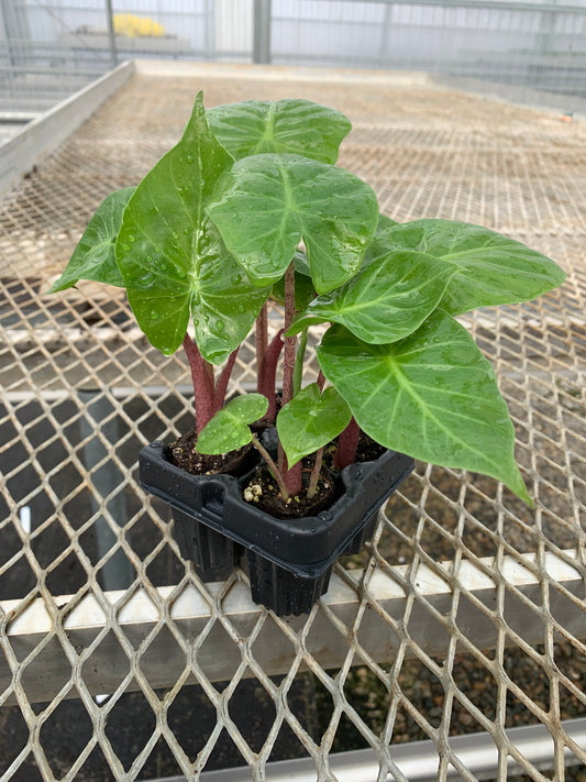 Alocasia 'Imperial Red' Elephant Ear Starter Plants - MicroStarts Plant Plugs
