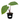 Imperial Red Alocasia
