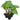 Imperial Red Alocasia