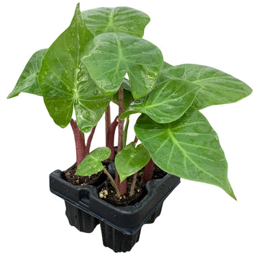 Imperial Red Alocasia