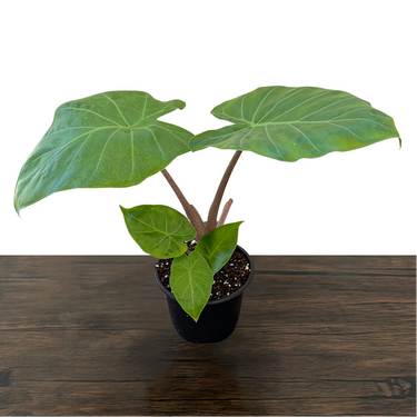 Imperial Red Alocasia