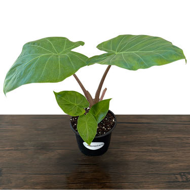 Imperial Red Alocasia