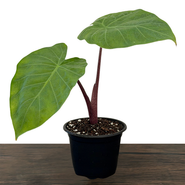 Imperial Red Alocasia