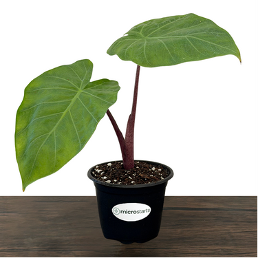 Imperial Red Alocasia