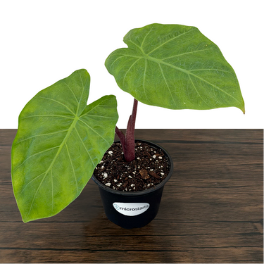 Imperial Red Alocasia & Golden Dragon Alocasia Value Pack