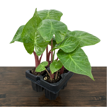 Imperial Red Alocasia