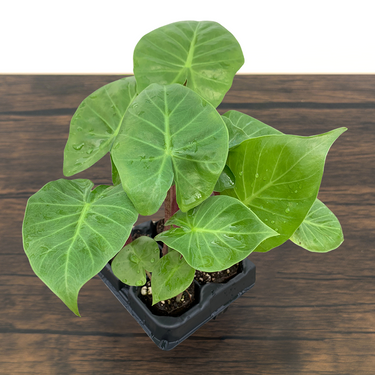 Imperial Red Alocasia