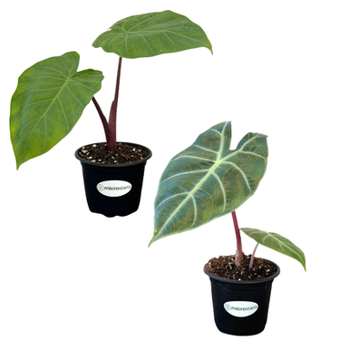 Imperial Red Alocasia & Pink Dragon Alocasia Value Pack
