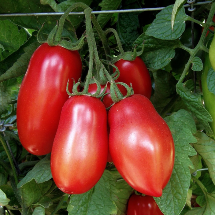 Inca Jewels Container Roma Tomato