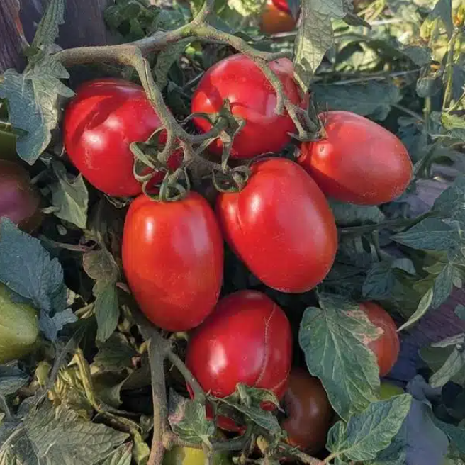 Inca Jewels Container Roma Tomato