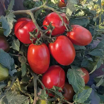 Inca Jewels Container Roma Tomato