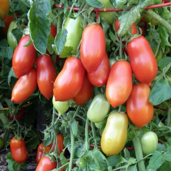 Inca Jewels Container Roma Tomato
