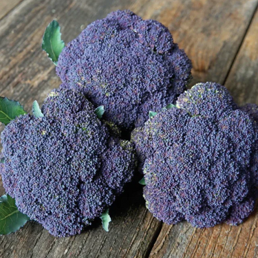Jacaranda Broccoli