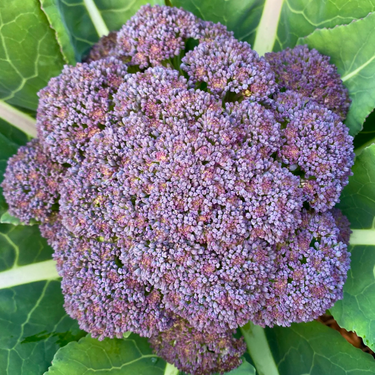 Jacaranda Broccoli
