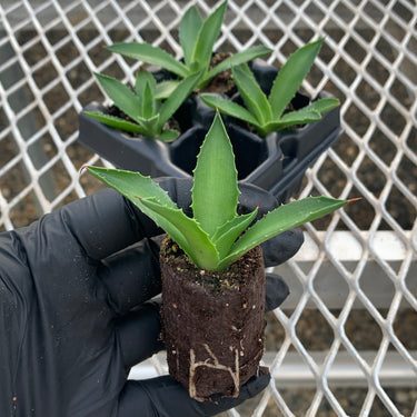 A 4 pack of Agave 'Jade' with one starter plant pulled out to show detail. Each gave has smooth, slightly arching blue-green leaves with slightly yellow edges, and developed roots can be seen through the plant's compostable soil plug.