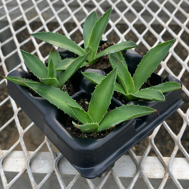 A 4 pack of Agave 'Jade'. Each gave has smooth, slightly arching blue-green leaves with slightly yellow edges.