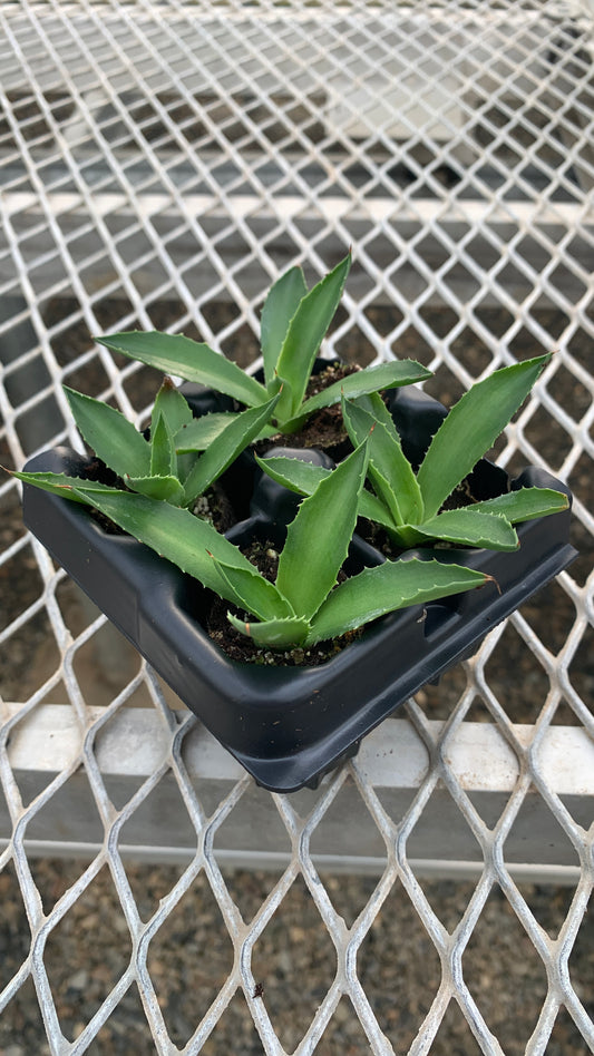 A 4 pack of Agave 'Jade'. Each gave has smooth, slightly arching blue-green leaves with slightly yellow edges.