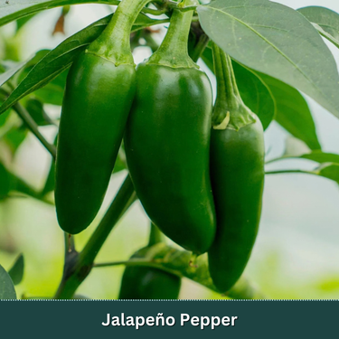 Signature Pepper Starter Plant Variety Pack