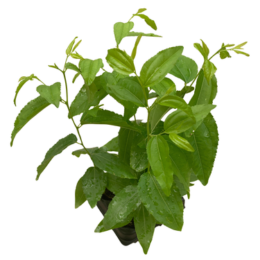 Jujube GA-866
