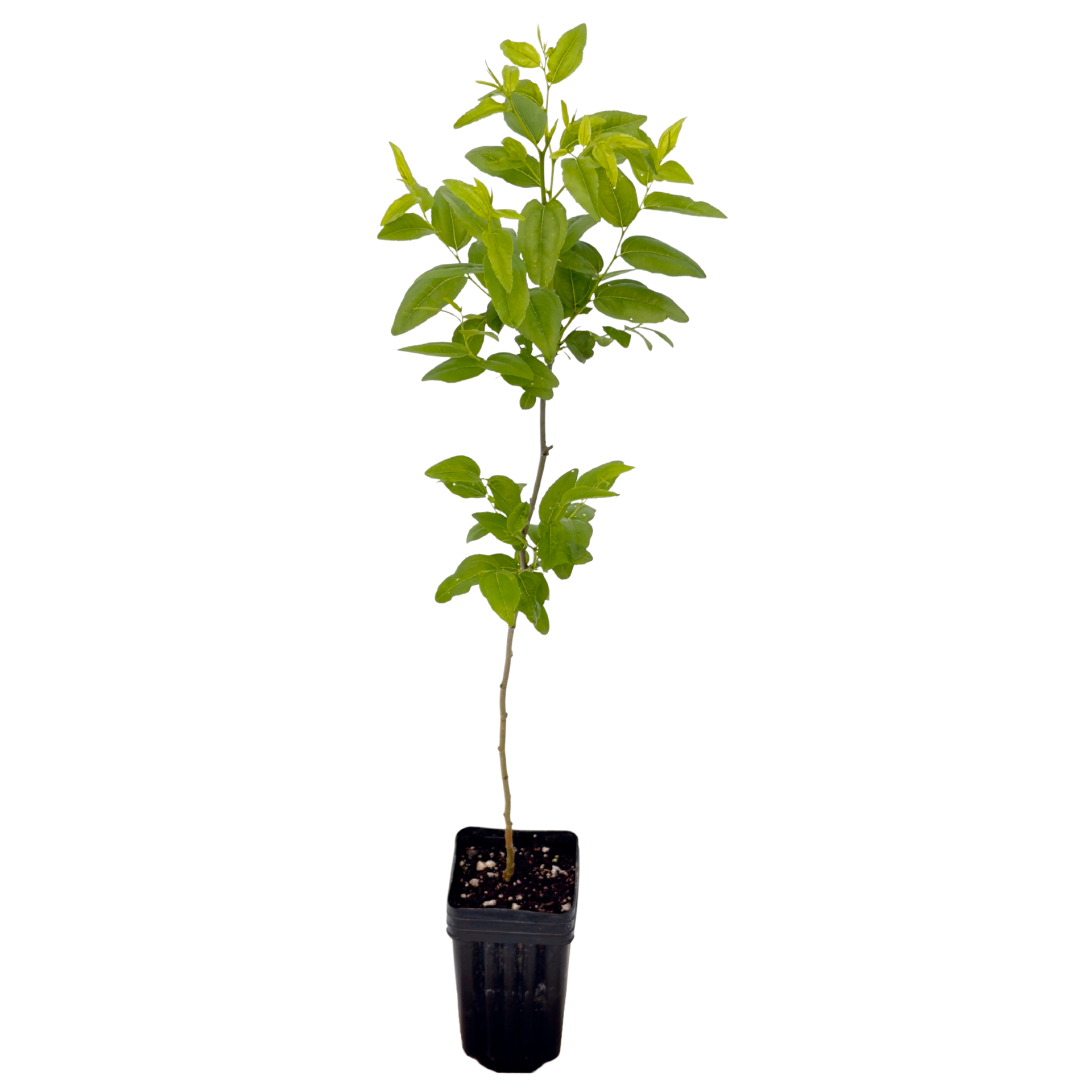Jujube GA-866 in Nursery Pot - Chinese Date, Red Date - Tissue