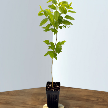 Jujube GA-866 & Dwarf Everbearing Mulberry Value Pack