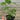A small tray of 2 Himalayan Mulberry and 2 jujube GA-866 young plants. The plants' leaves are a young, bright green.