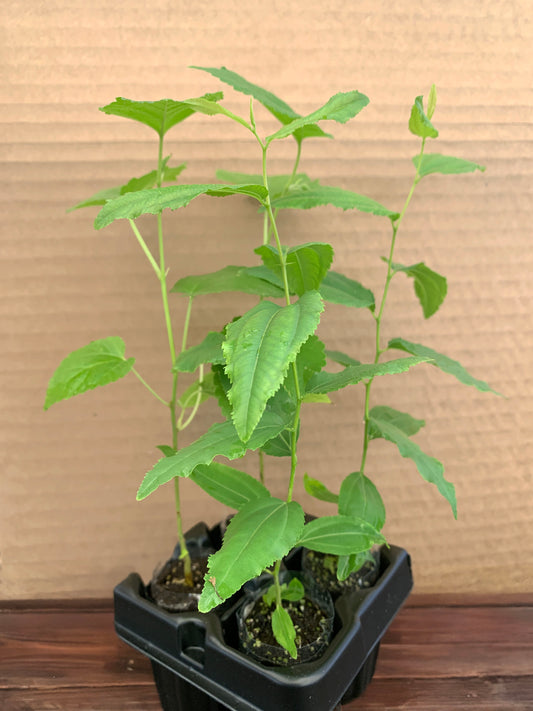 Jujube GA 866 and Mulberry Starter Trees 2x2 Variety Pack -  MicroStarts Tissue Culture (Own Root) Starter Trees
