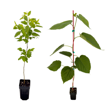 Jujube GA-866 & Pakistani Mulberry Value Pack