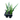 Bush Ranger Kangaroo Paw