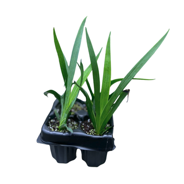 Bush Ranger Kangaroo Paw