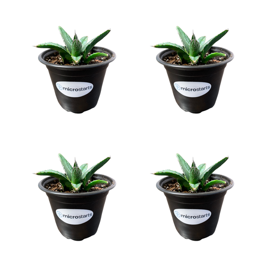 King Ferdinand Agave