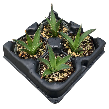 King Ferdinand Agave