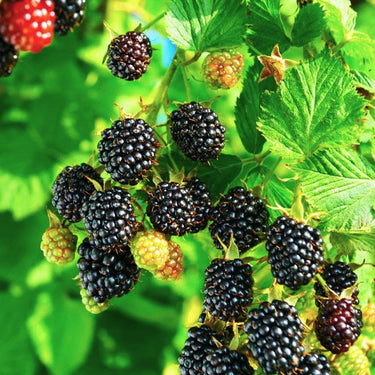 Kiowa Blackberry