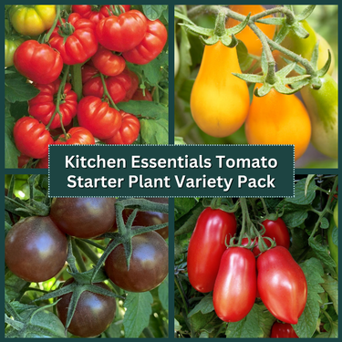 Kitchen Essentials Tomato Starter Plant Variety Pack