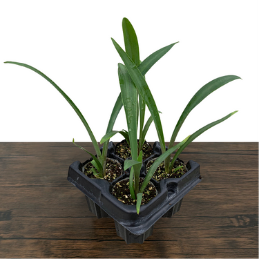 MacDougall's Century Plant