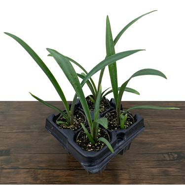 MacDougall's Century Plant