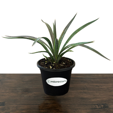 Magenta Magic Yucca