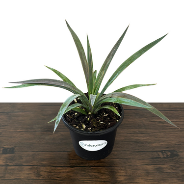 Magenta Magic Yucca