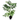 Chinaberry Tree (Melia azedarach)