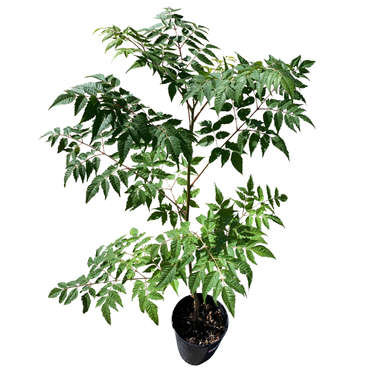 Chinaberry Tree (Melia azedarach)