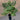 A Melia azedarach tree growing in a 1 gallon nursery pot from above. The plant has dark green, branching leaves and numerous branches.
