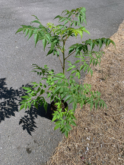 A young Melia azedarach tree with numerous branches of spread-out green leaves on a thin trunk.